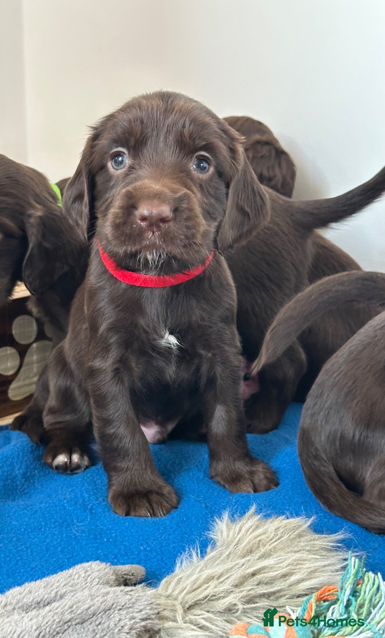 Sprocker dogs Fully Health Tested F1 Sprocker Spaniel Puppies - Advert 1