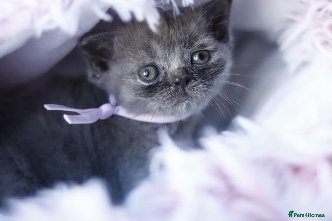 British Shorthair cats for sale: GCCF champ bloodlines Bsh - Image 21