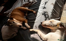 English Bull Terrier dogs for sale: Free English Bull terrier looking for a new home - Image 7