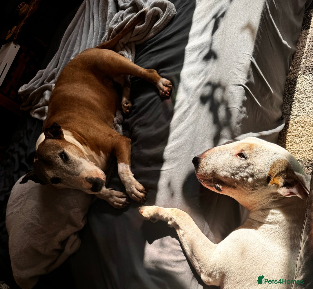 English Bull Terrier dogs for sale: Free English Bull terrier looking for a new home - Image 7