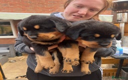 Rottweiler dogs for sale: Rottweiler babies  - Image 4
