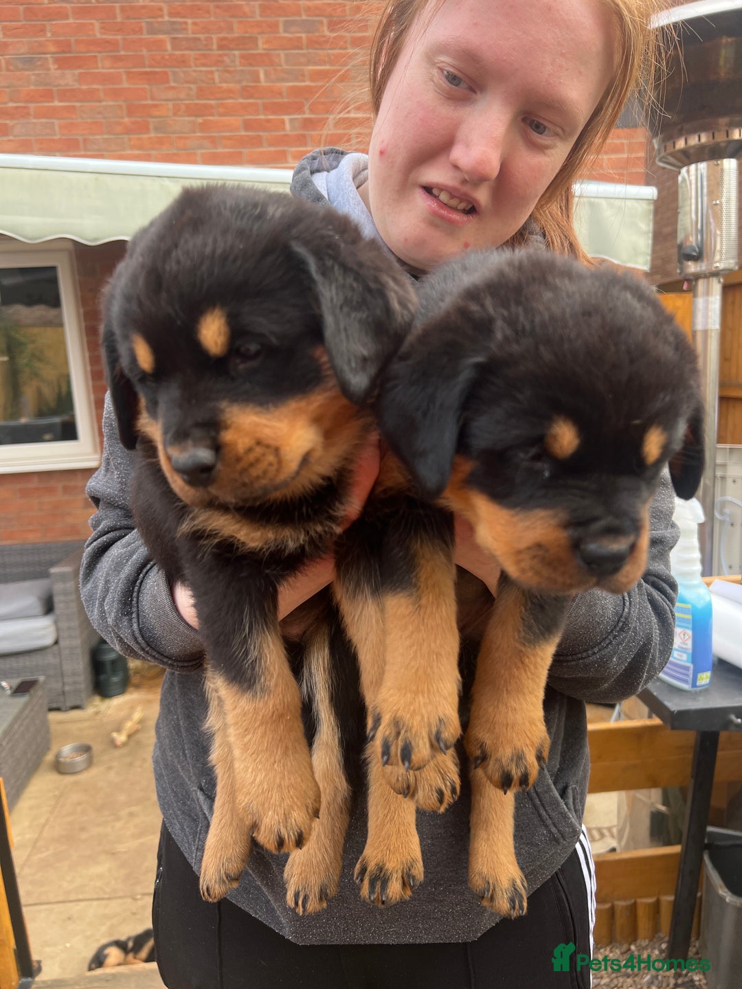Rottweiler dogs for sale: Rottweiler babies  - Image 4