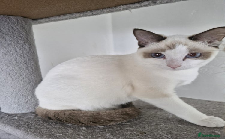 Snowshoe cats Really friendly rare Pedigree snowshoe ready today - Advert 14