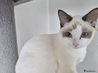 Snowshoe cats Really friendly rare Pedigree snowshoe ready today - Advert 8