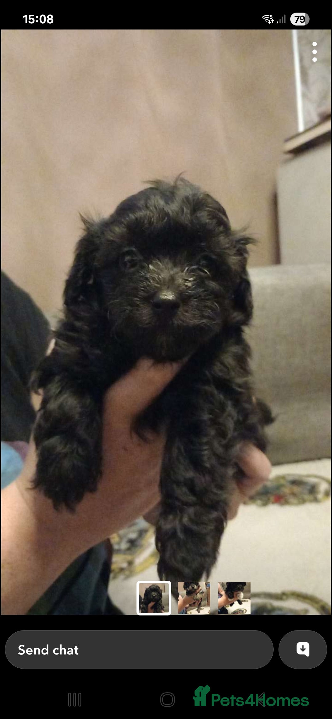 Mixed Breed dogs for sale: Hypoallergenic pups - Image 3
