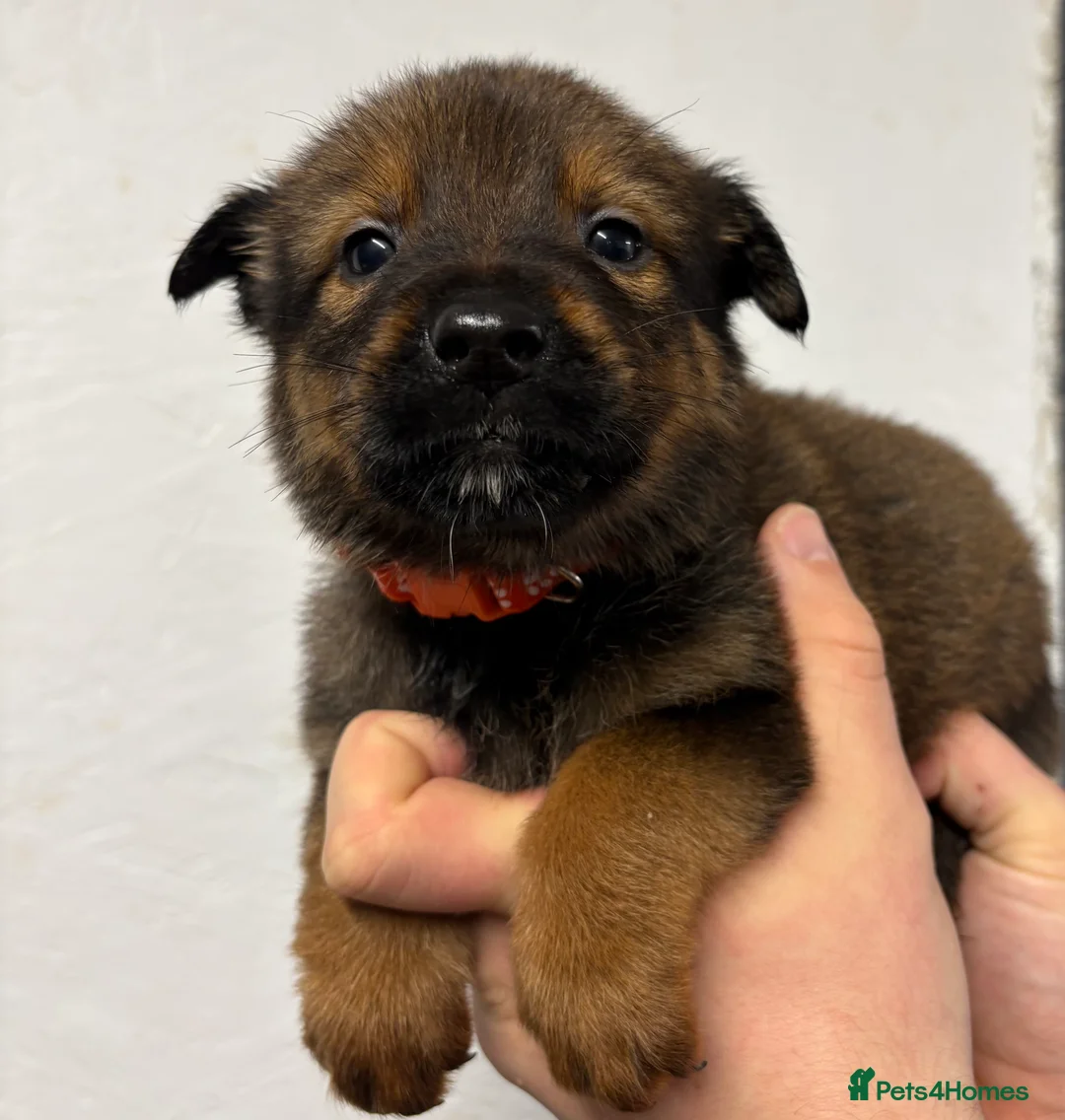 Mixed Breed dogs for sale: Rottweiler x malinois - Advert 10