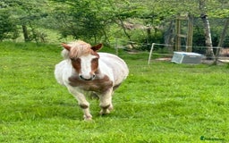 Dartmoor horses for sale: Dartmoor Hill Pony - Image 4
