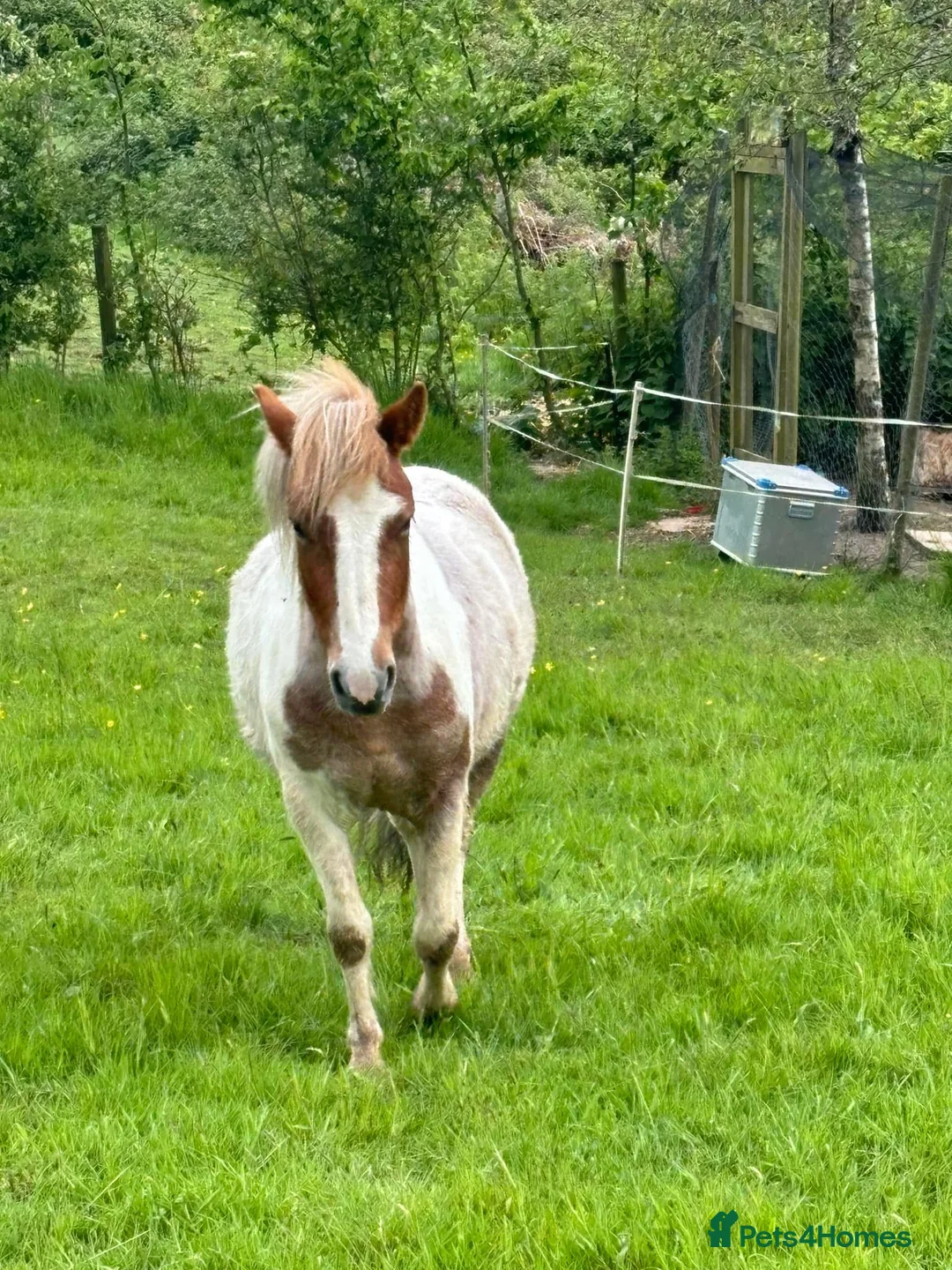 Dartmoor horses for sale: Dartmoor Hill Pony - Advert 4