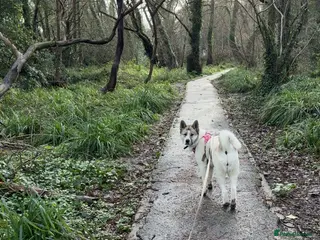 Akita dogs Akita in Gosport - Advert 1