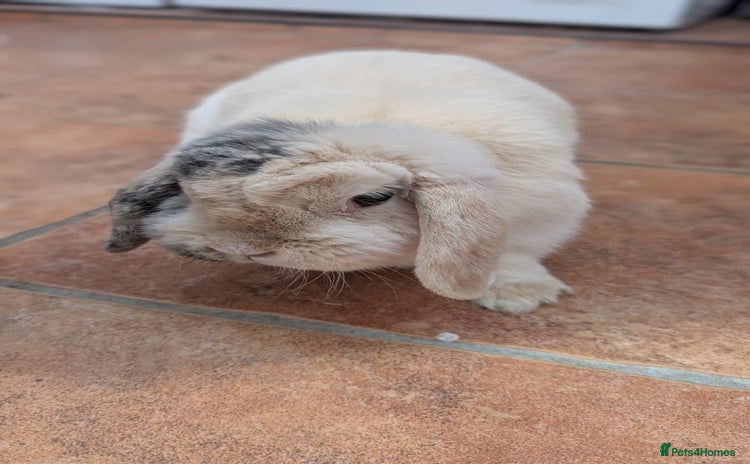Mini Lop rabbits - Advert 5