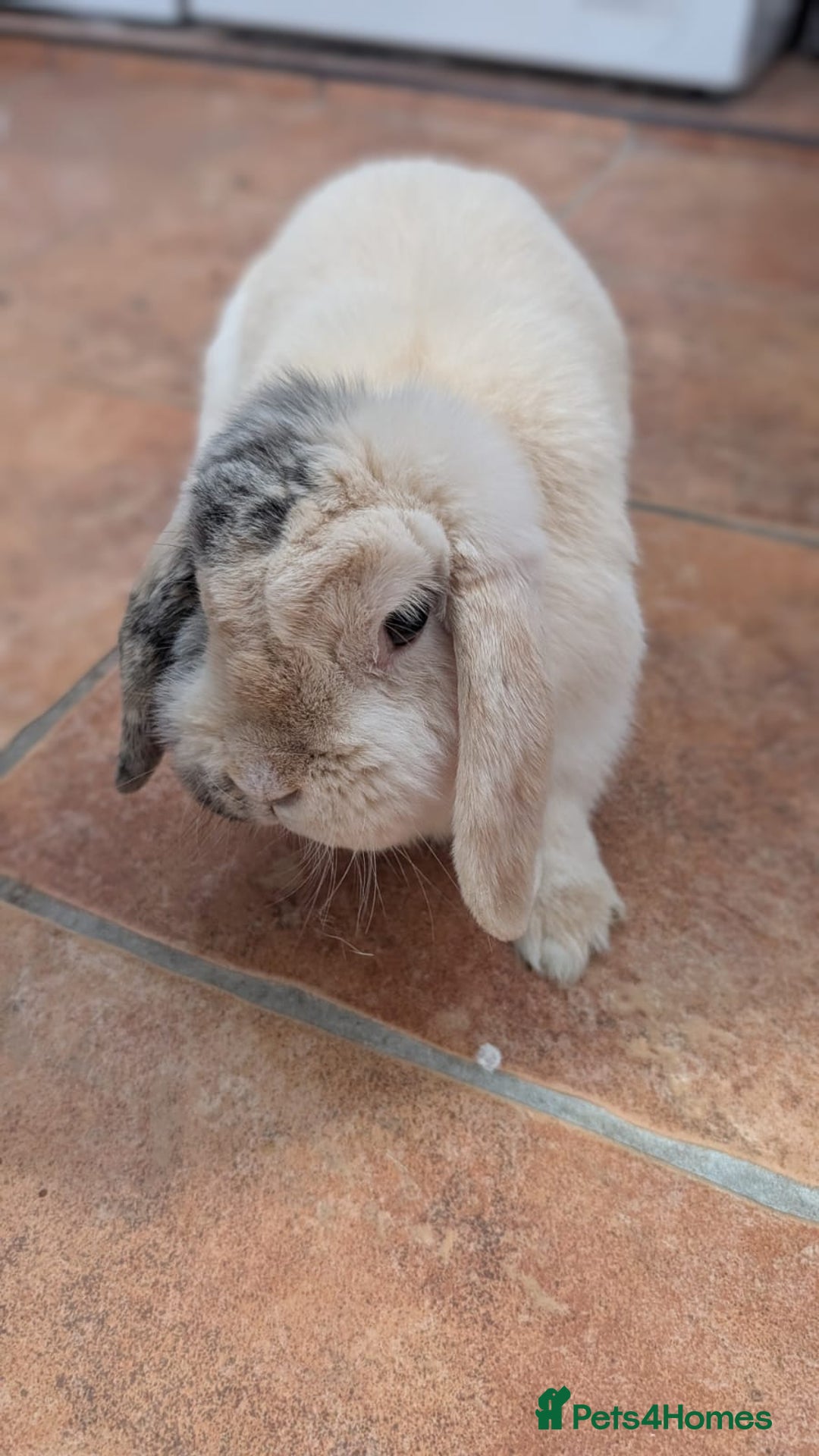 Mini Lop rabbits for sale: Mini Lop - Image 1