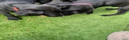 Labrador Retriever dogs for sale: DRAKESHEAD LABRADOR RETRIEVER - Advert 10