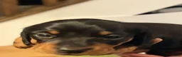 Miniature Dachshund dogs for sale: 4 male smooth hair miniature dachshund  - Advert 4