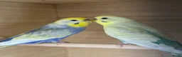 Mixed Breed birds for sale: Aviary birds wanted , any type considered please - Advert 5