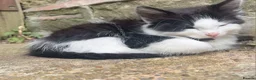 Mixed Breed cats for sale: Mixture of black & white ready to go mixed breed - Advert 12