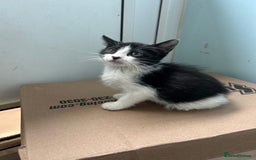 Mixed Breed cats for sale: Two friendly girls  - Image 1