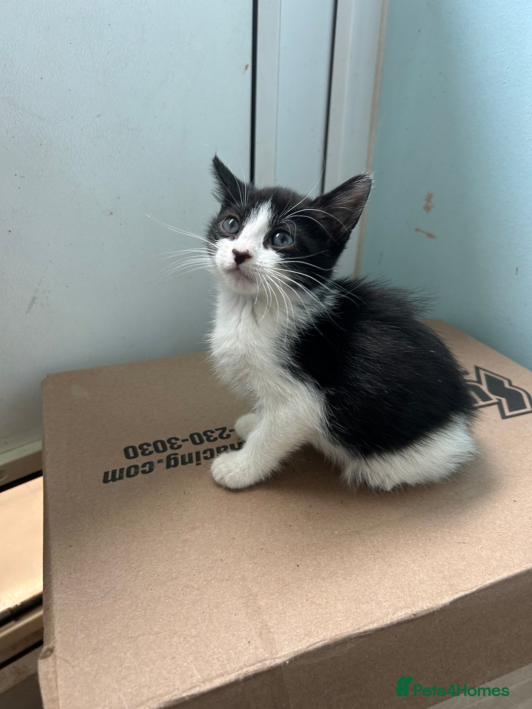 Mixed Breed cats for sale: Two friendly girls  - Image 1