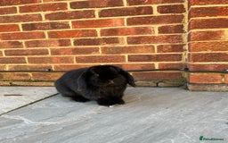 Mini Lop rabbits for sale: Male and female mini lops - Advert 5