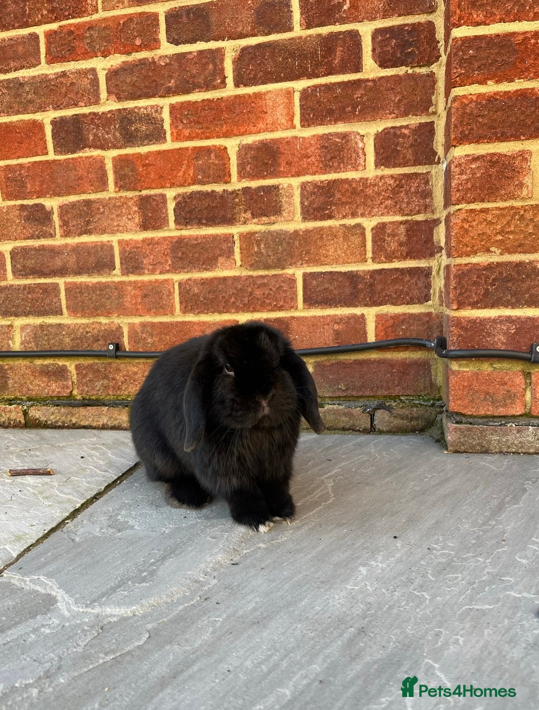 Mini Lop rabbits for sale: Male and female mini lops - Advert 5