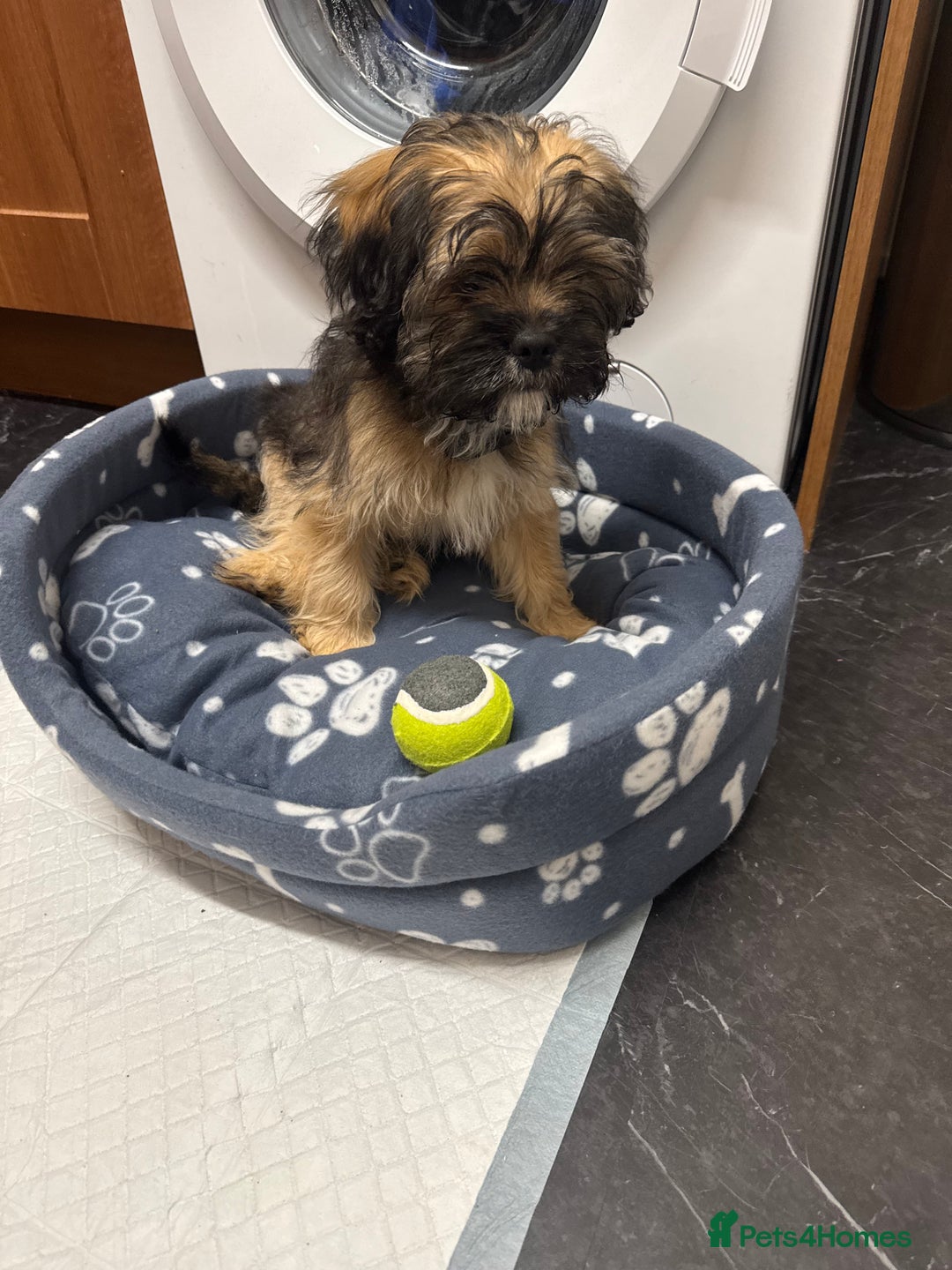 Mixed Breed dogs for sale: Shitzu x frenchie male 6 months old - Image 6