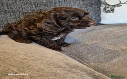 Cockapoo dogs for sale: Stunning f1 cockapoo puppys  - Image 9