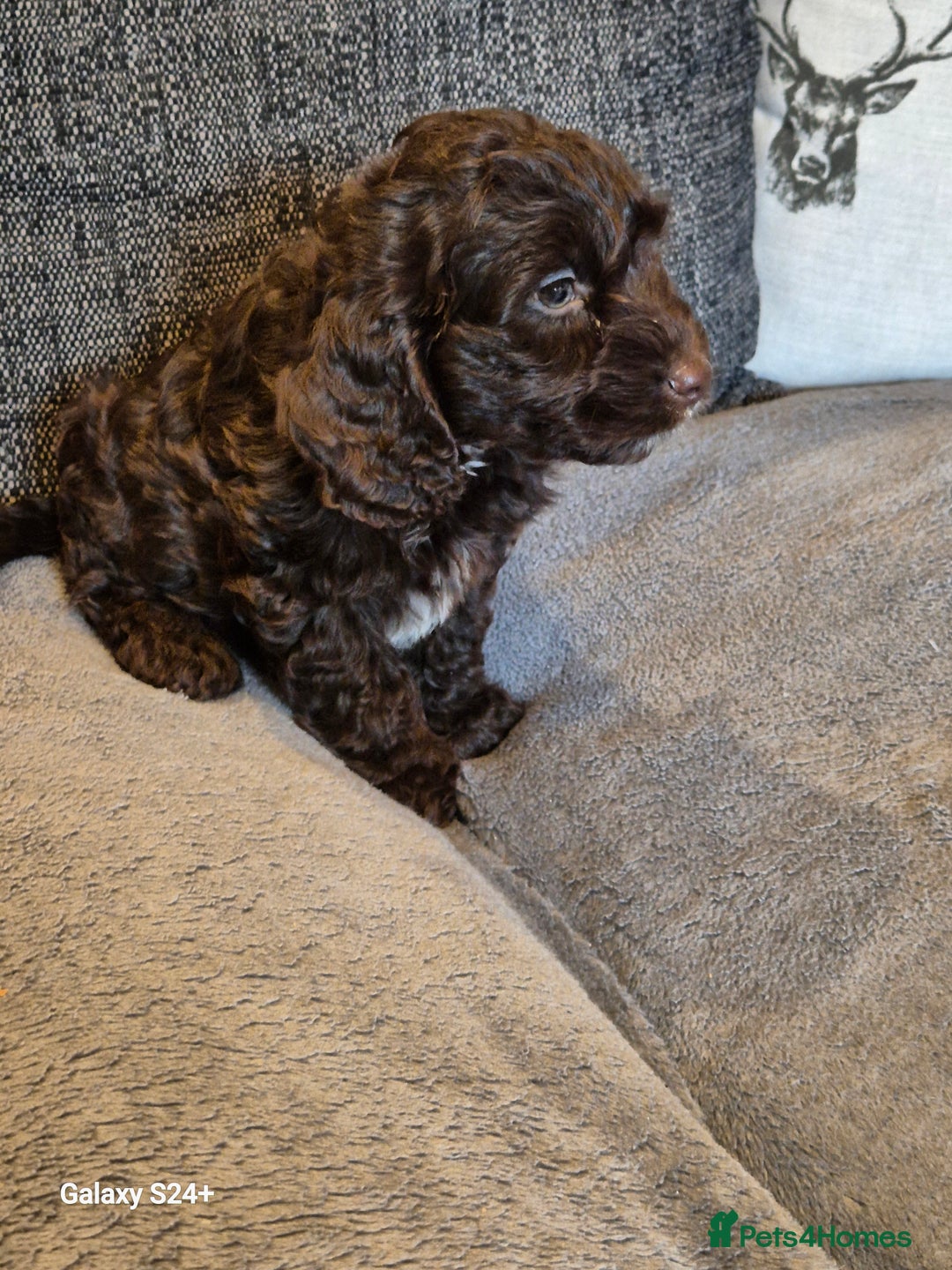Cockapoo dogs for sale: Stunning f1 cockapoo puppys  - Image 9