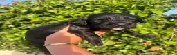 Cocker Spaniel dogs for sale: Outstanding cocker spaniel puppies - Advert 5
