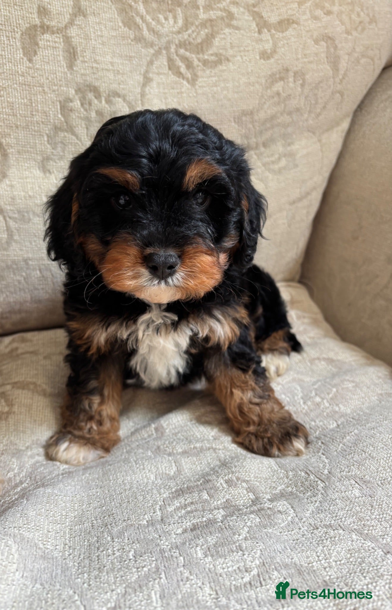 Cavapoo dogs Cavapoo (Girls) - Advert 13