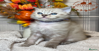 Ragdoll cats - Advert 4