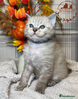 Ragdoll cats - Advert 4