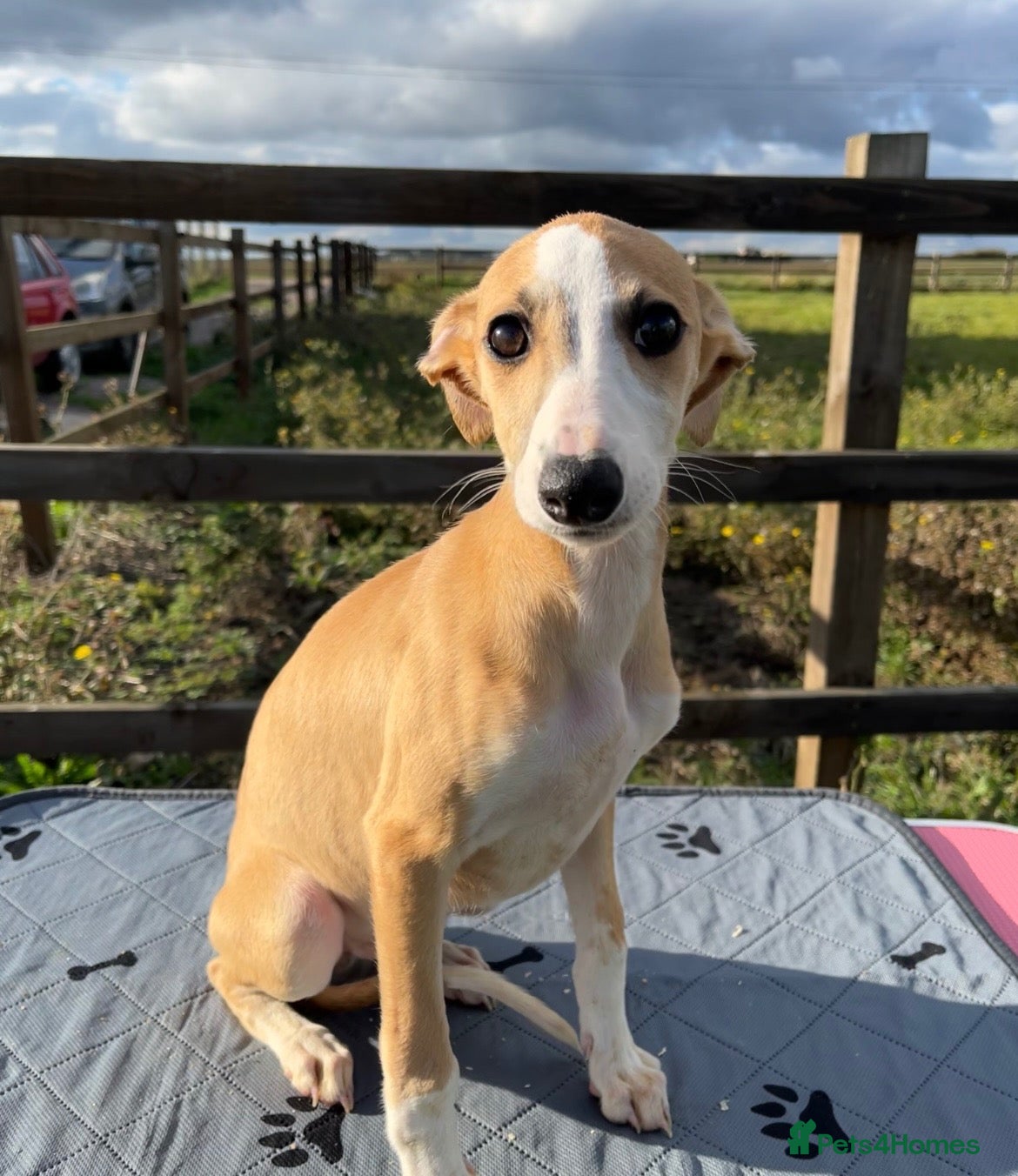 Whippet dogs for sale: Outstanding Male Whippets - Advert 5