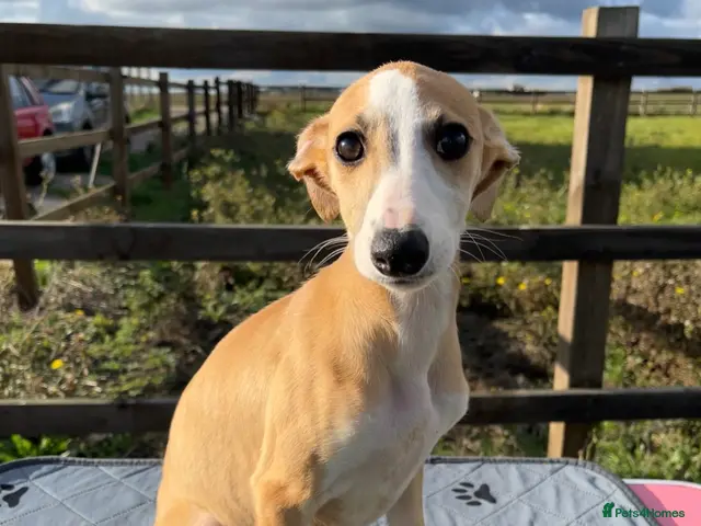 Whippet dogs for sale: Outstanding Male Whippets - Advert 5