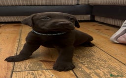 Labrador Retriever dogs for sale: Fully vaccinated chunky pedigree pups  - Advert 20