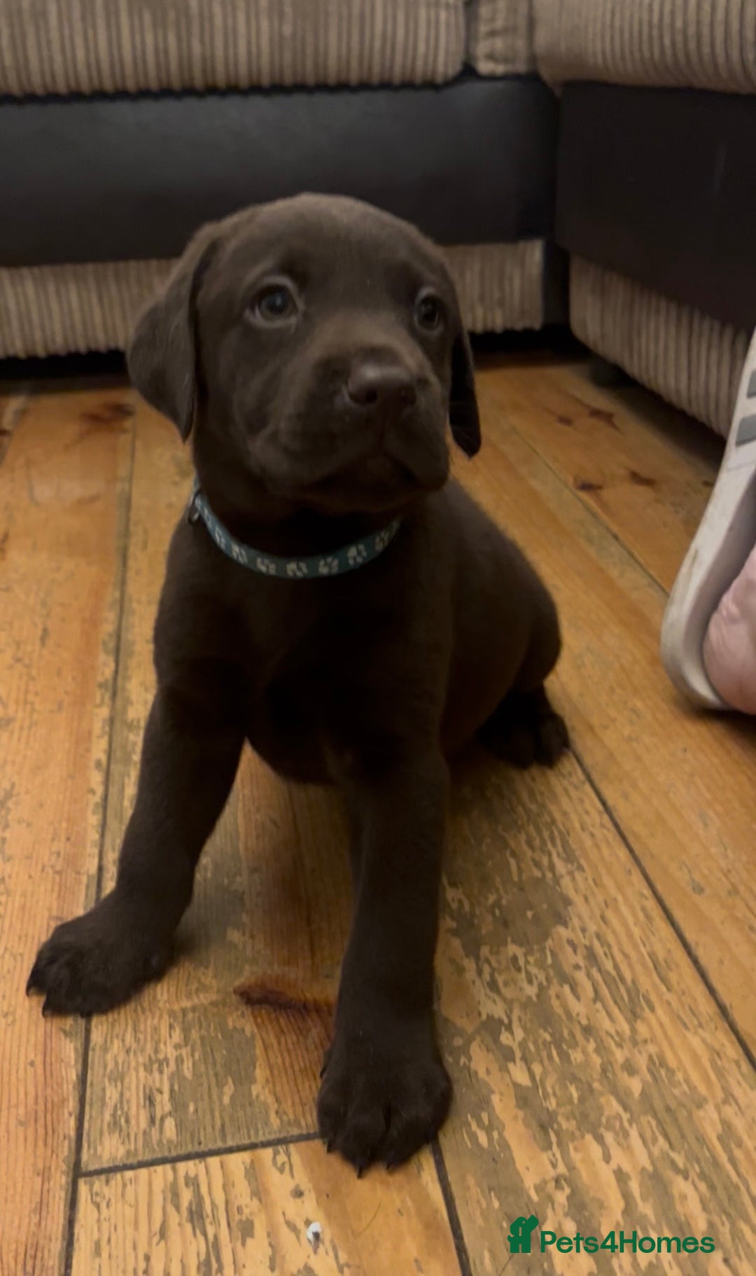 Labrador Retriever dogs for sale: Fully vaccinated chunky pedigree pups  - Advert 20