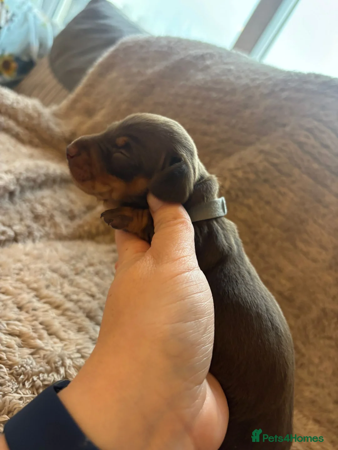 Dachshund dogs for sale: Miniature dachshund - Advert 10
