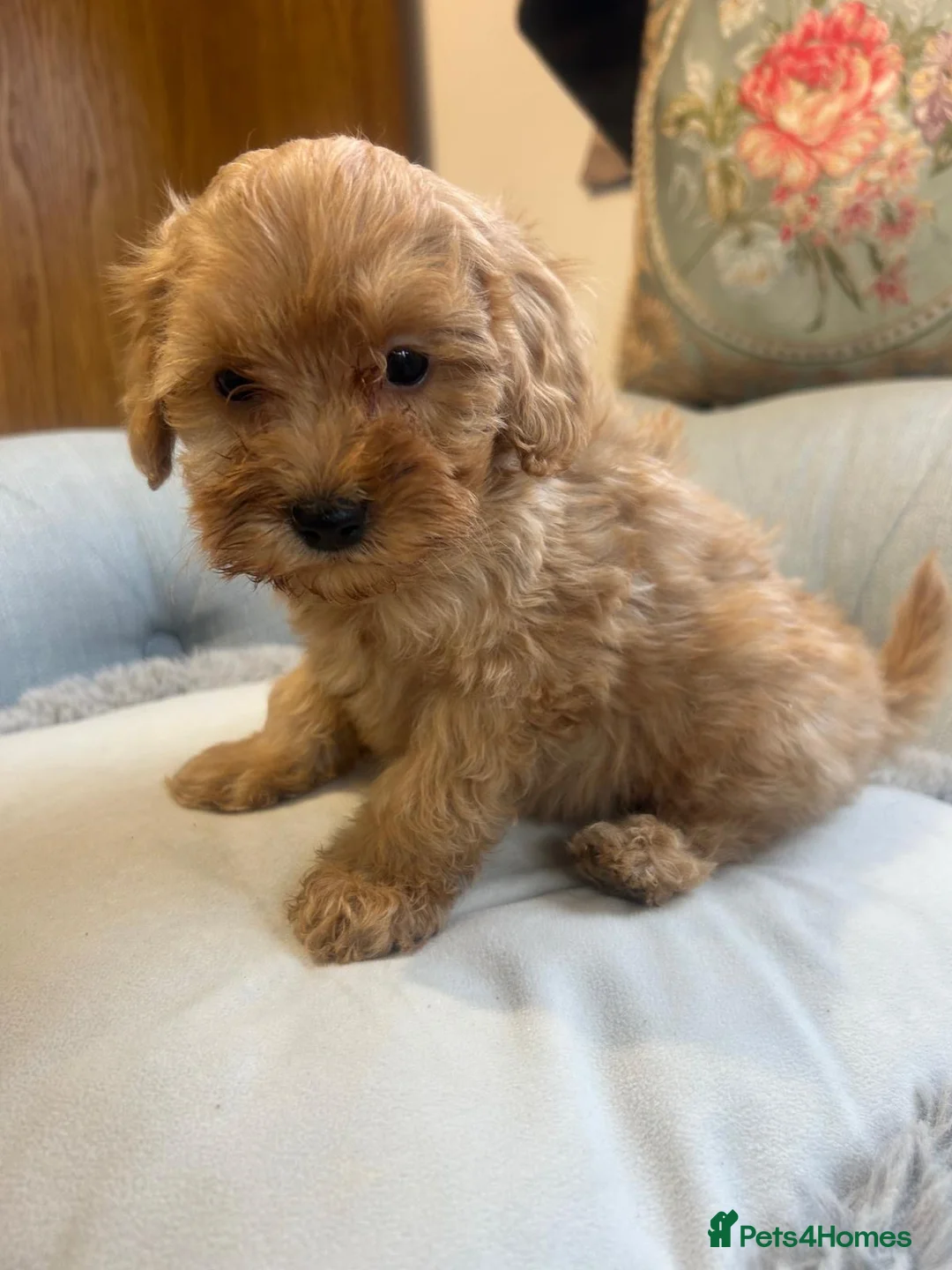 Cockapoo dogs for sale: Beautiful babies available  - Advert 15