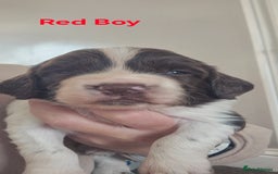 English Springer Spaniel dogs for sale: English Springer Spaniel Puppies  - Image 9
