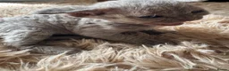 Devon Rex cats for sale: TICA Registered Devon Rex Lilac Kittens  - Advert 4