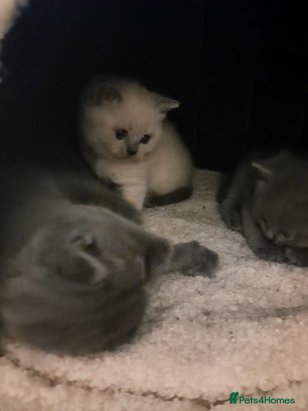 British Shorthair cats for sale: British shorthair kittens  - Advert 4