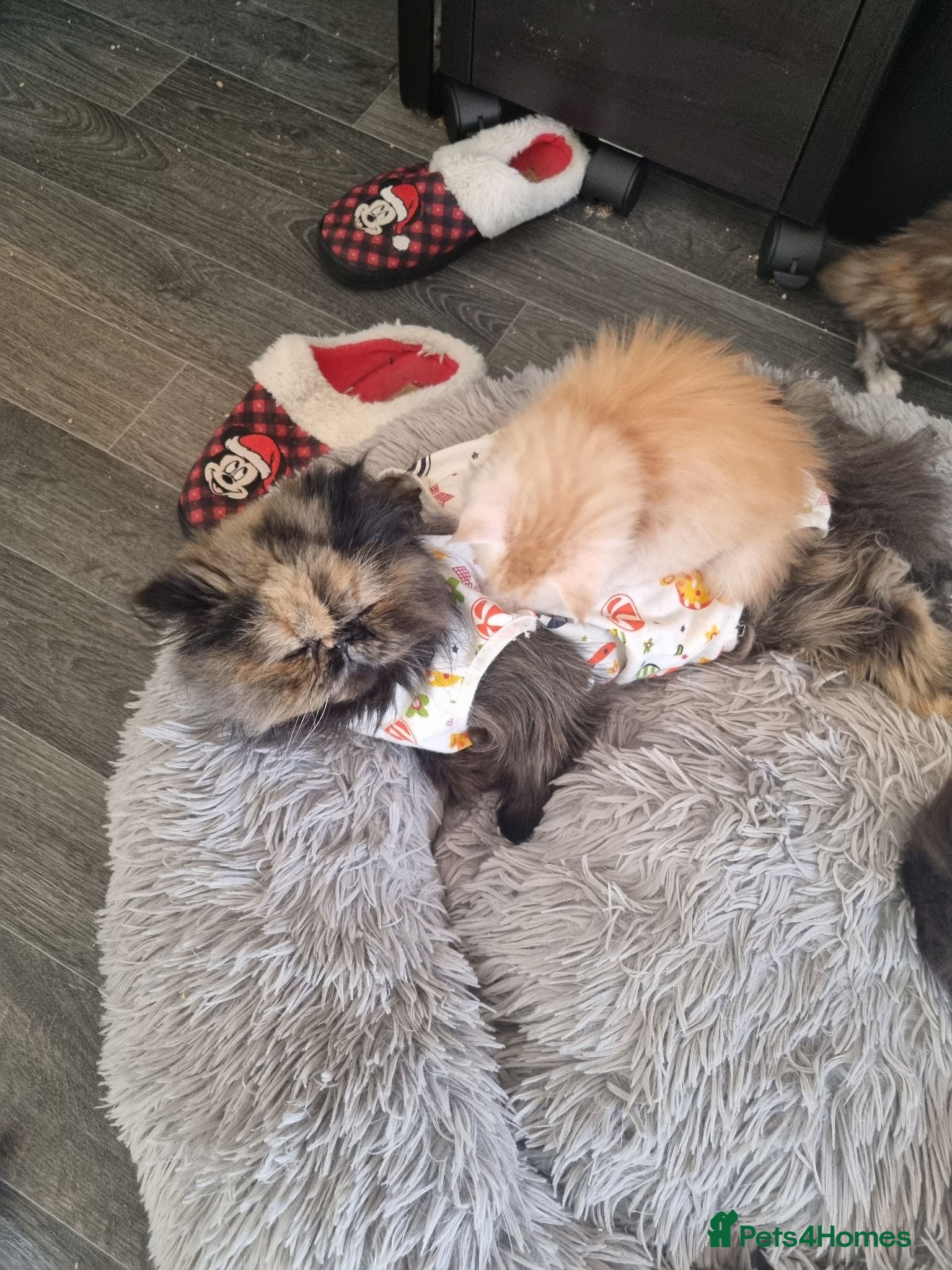 Persian cats Last GCCF registered persian kitten  - Advert 3