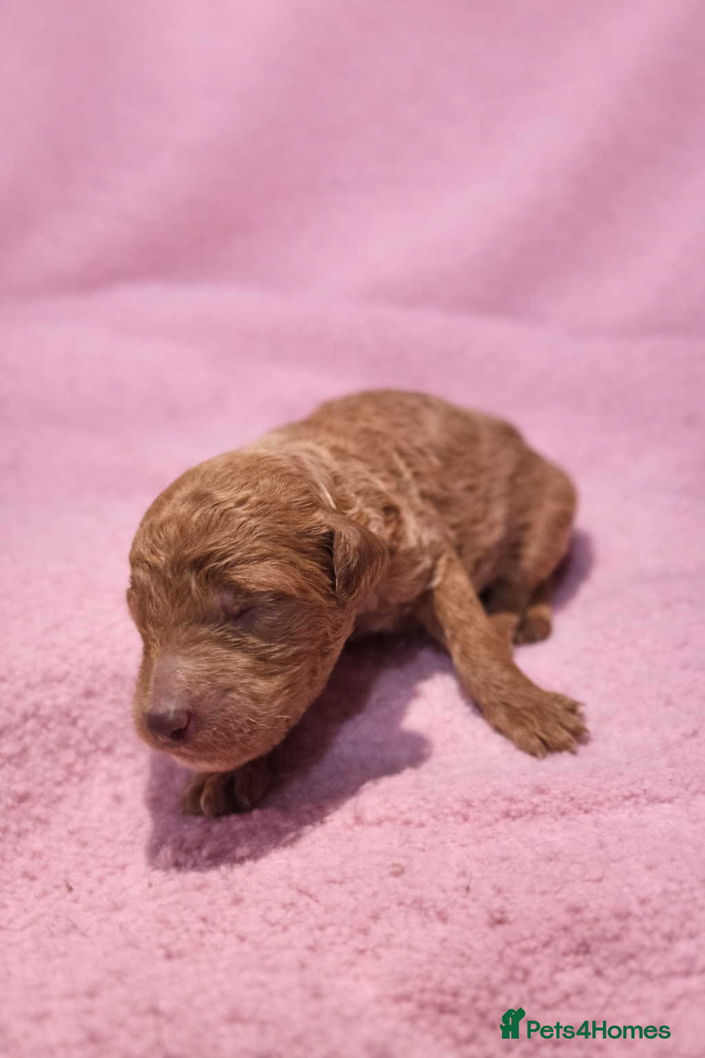 Standard Poodle dogs Exceptional Standard Poodle Puppies - Advert 12