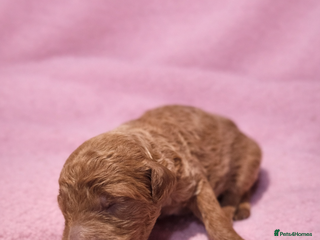 Standard Poodle dogs Exceptional Standard Poodle Puppies - Advert 16