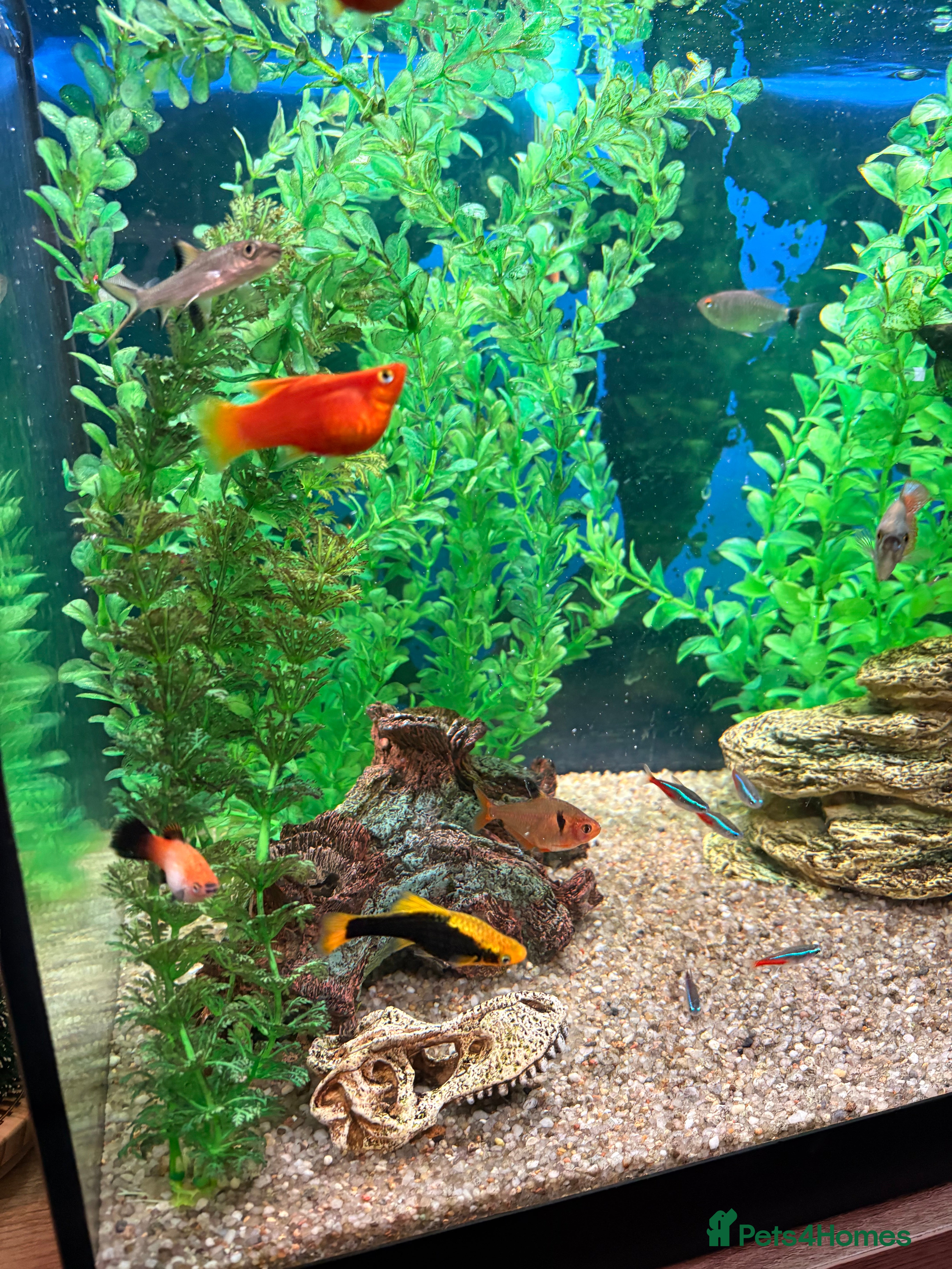 Tetras fish Community Fish - Advert 3