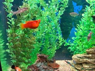 Tetras fish Community Fish - Advert 3