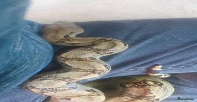 Boa Snake reptiles - Advert 16