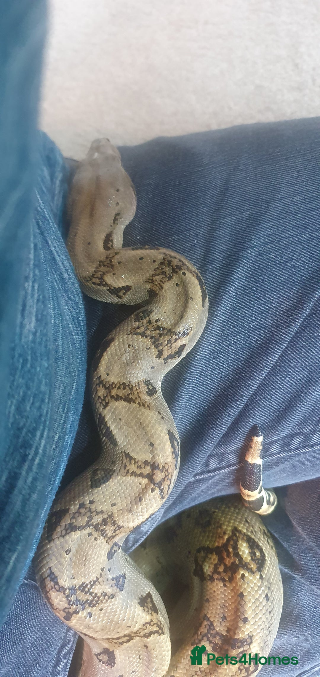 Boa Snake reptiles for sale: Nicaragua Boa Female approx 5 years old and Set Up - Image 3
