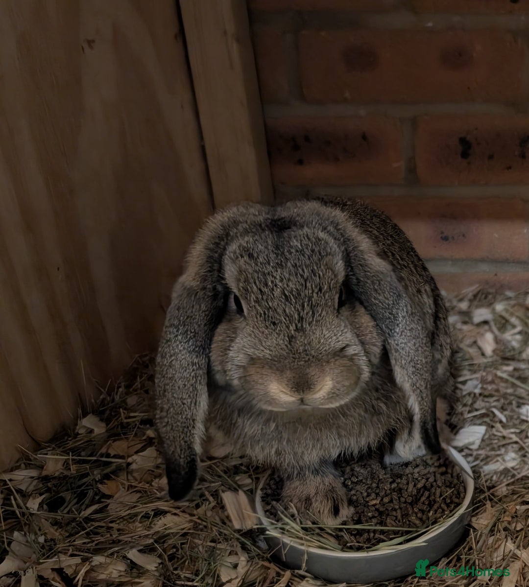 German Lop rabbits for sale: German Lop Rabbits - 10 week old babies - Image 2