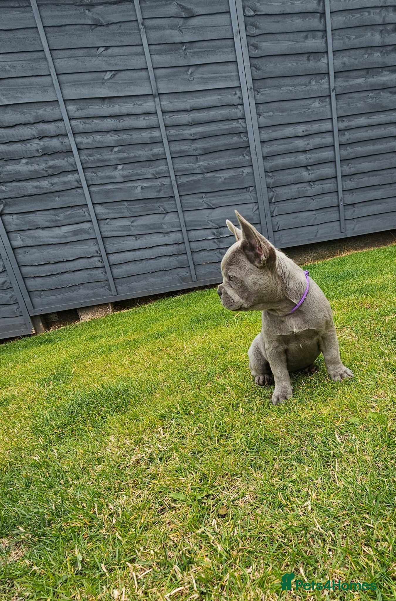 French Bulldog dogs 4 boys and 1 girl left. KC French Bulldog Puppies - Advert 2