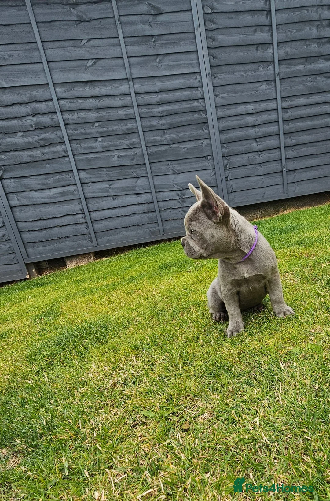 French Bulldog dogs for sale: 4 boys and 1 girl left. KC French Bulldog Puppies - Advert 2