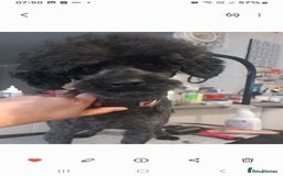 Toy Poodle dogs for sale: 4 YR OLD VERY FRIENDLY BLACK MALE TOY POODLE - Image 2